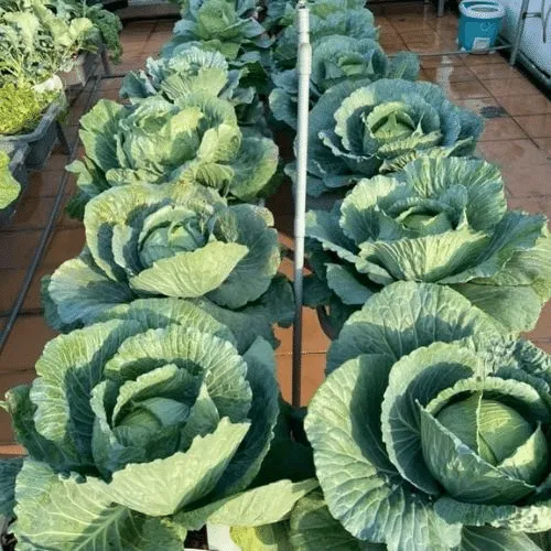 Đặc điểm sinh học của cây cải bắp và cấu tạo lá cuộn