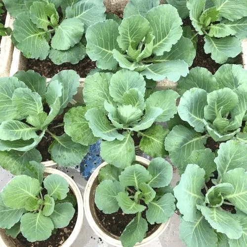Hướng dẫn cách trồng cải bắp con vào chậu tại nhà