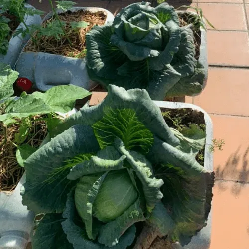 Hình ảnh sâu bệnh hại phổ biến trên cây cải bắp