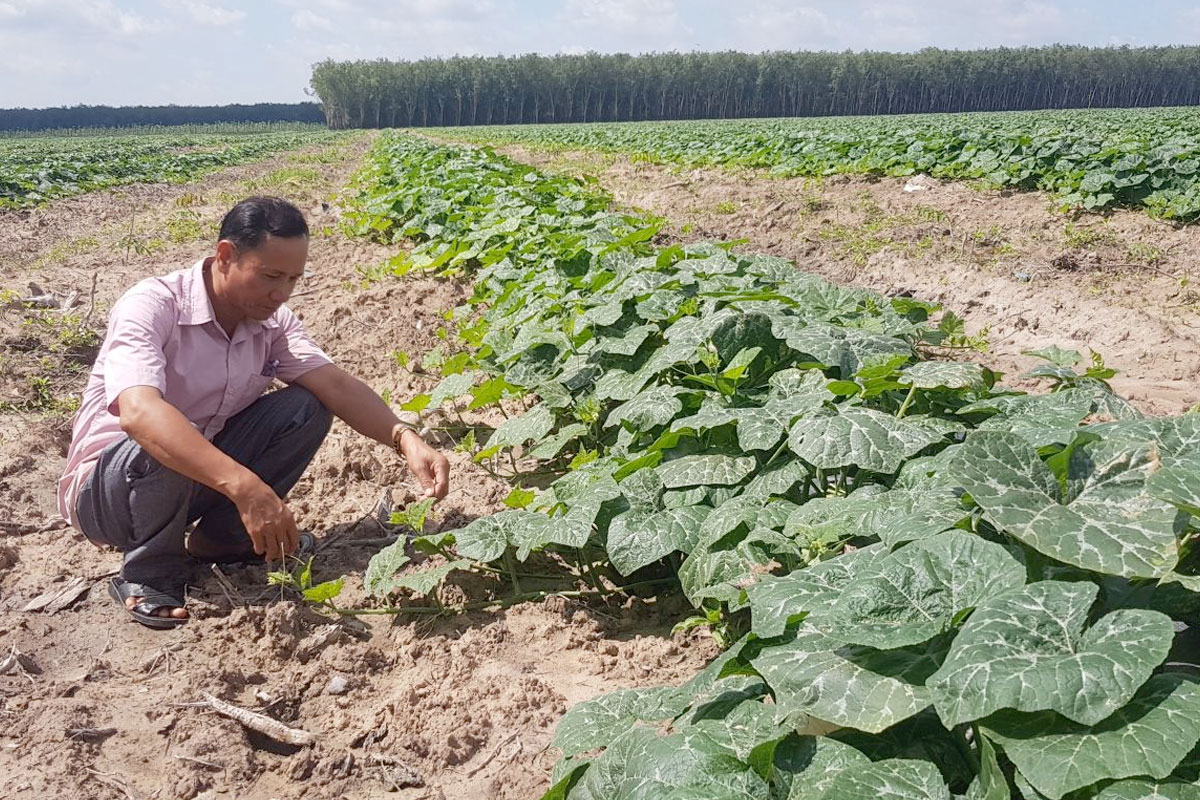 Cách Trồng Cây Bí Ngô Từ A Đến Z Cho Năng Suất Cao Và Quả Chất Lượng