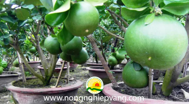 bưởi da xanh trồng chậu