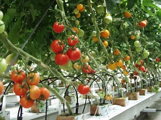 Hình ảnh cây cà chua cherry đã được trồng thành công trong chậu