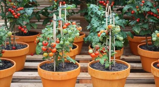 Quá trình cách trồng cà chua trong chậu để đạt năng suất cao