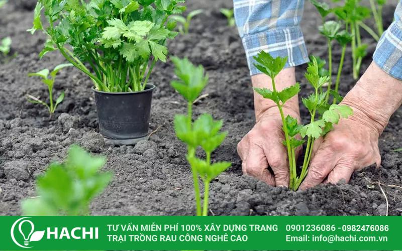 Cách Trồng Hành Tây Trong Đất Đơn Giản, Đạt Năng Suất Cao