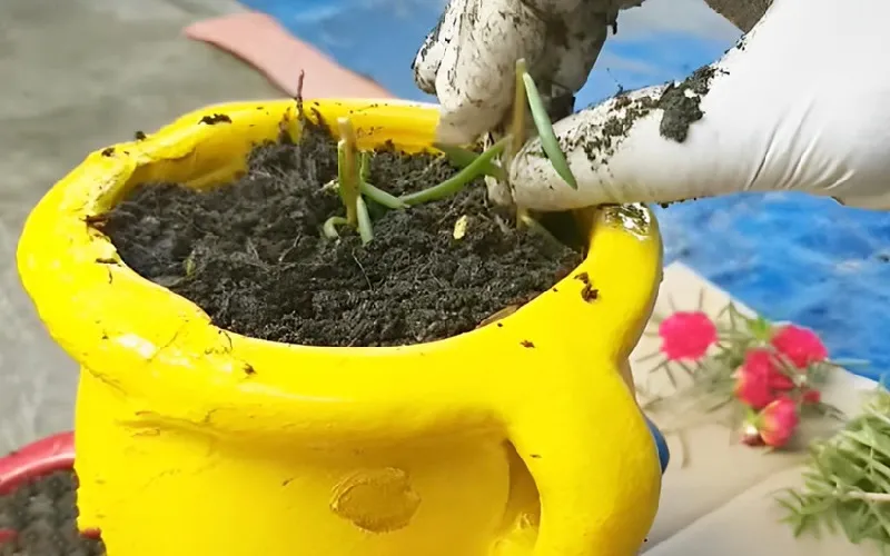 Trồng và cố định cành giâm hoa mười giờ