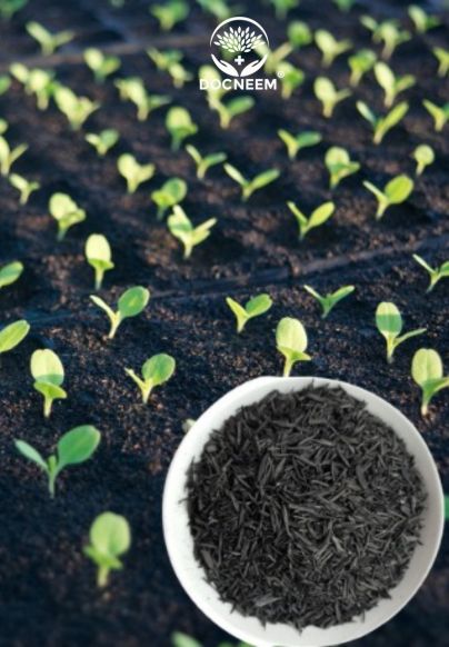 Cách Sử Dụng Trấu Hun Hiệu Quả Cho Cây Trồng Và Cải Tạo Đất