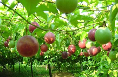 Kỹ Thuật Trồng Và Chăm Sóc Chanh Dây Cho Năng Suất Vượt Trội