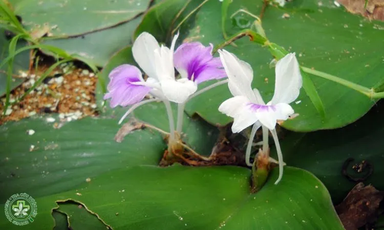 Hình ảnh củ Địa Liền đã nảy mầm sẵn sàng cho việc trồng xuống đất