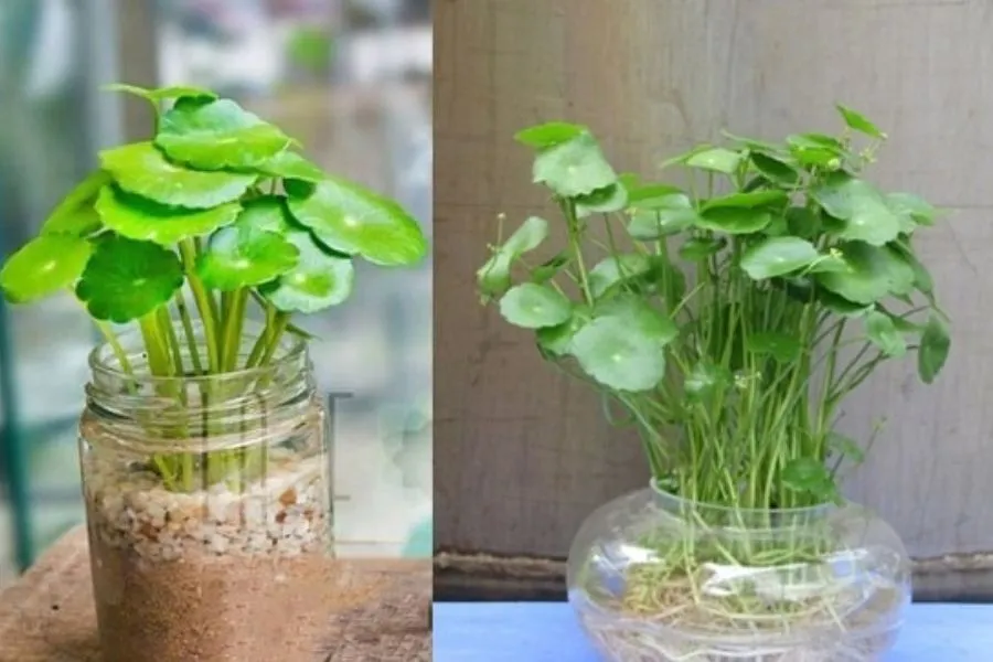 Có thể trồng bằng đất hoặc cây Cỏ Đồng Tiền thủy sinh đều được