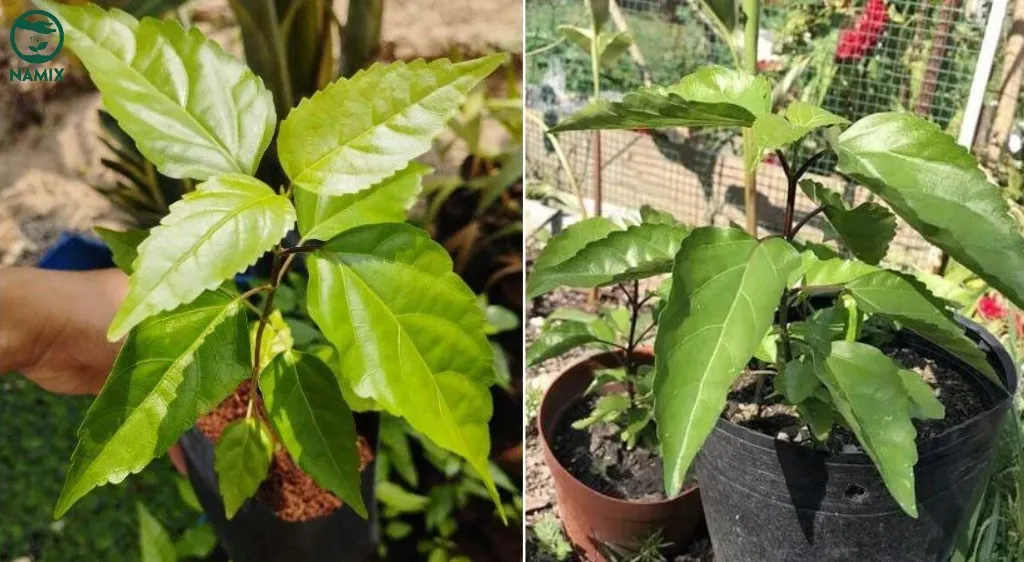 Trồng cây lá cách