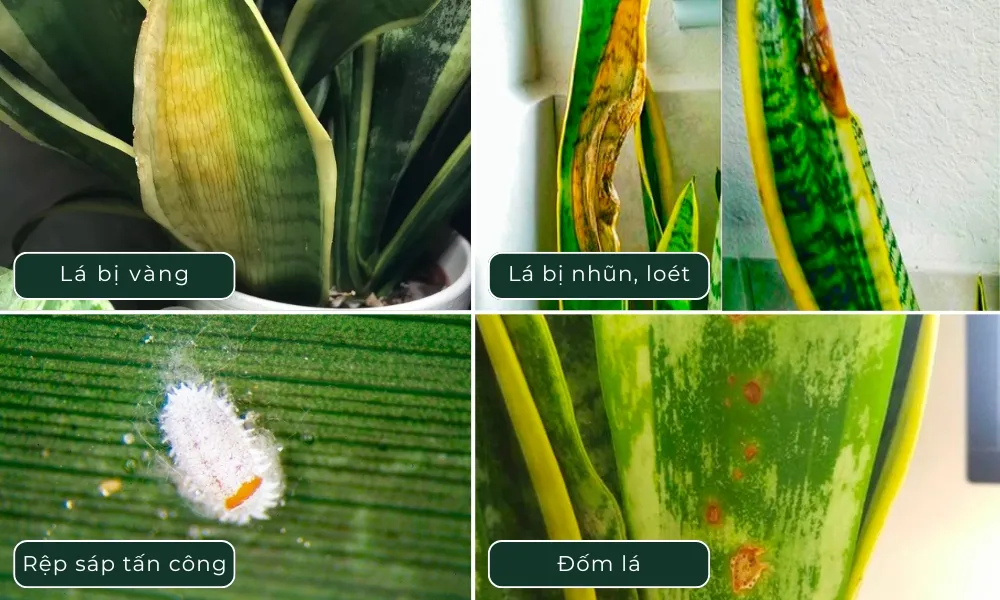 Các bệnh thường gặp trên cây lưỡi hổ