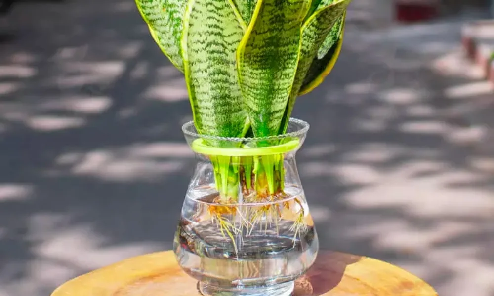 Cách trồng cây lưỡi hổ bằng nước