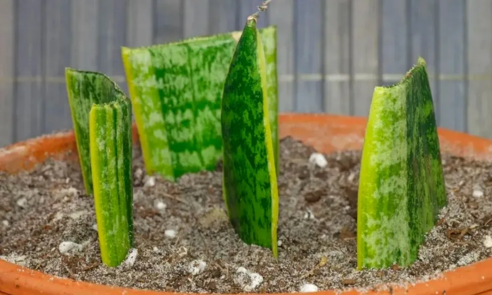 Cách trồng cây lưỡi hổ bằng lá