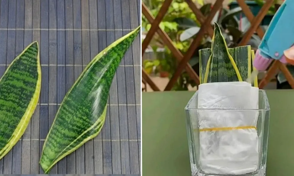 Cách trồng cây lưỡi hổ bằng giấy