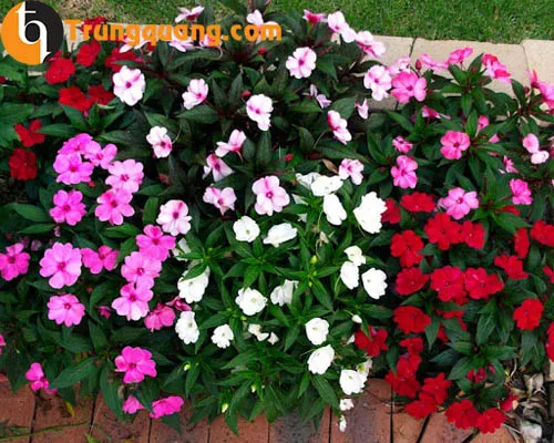 Trồng mai địa thảo nhiều màu sắc tạo điểm nhấn sinh động cho sân vườn