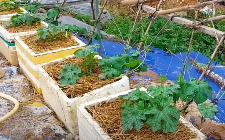 Chuẩn bị thùng xốp để trồng cây mướp đắng tại nhà