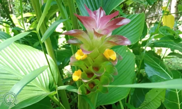 Xử lý củ nghệ vàng làm giống trước khi trồng