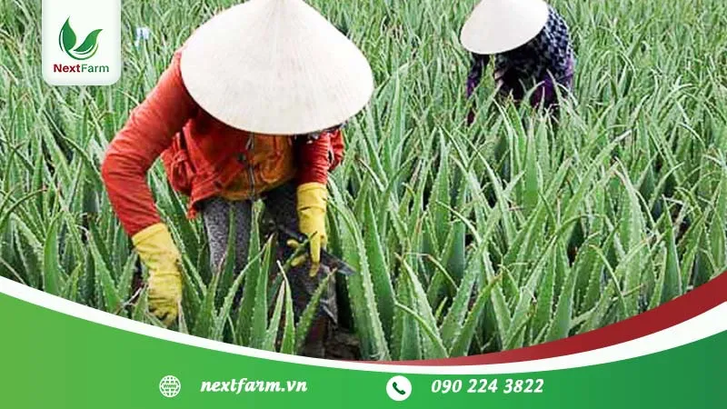 Trồng nha đam trên luống đất cao ráo, đảm bảo thoát nước tốt cho cây