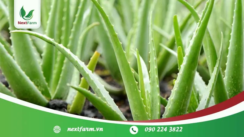 Hình ảnh cây nha đam con đang được trồng và chăm sóc tại vườn ươm