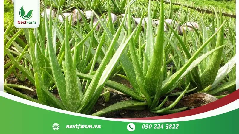 Sử dụng hệ thống tưới và châm phân tự động để đạt năng suất trồng nha đam hiệu quả