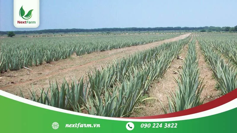 Cảnh báo về tình trạng úng nước có thể gây thối rễ và chết cây nha đam hàng loạt