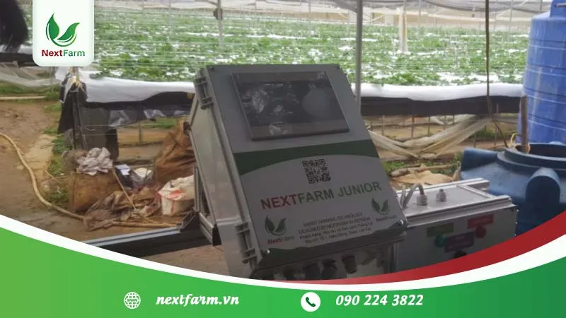 Quy trình thu hoạch lá nha đam bằng dao mỏng, đảm bảo không làm tổn thương thân cây