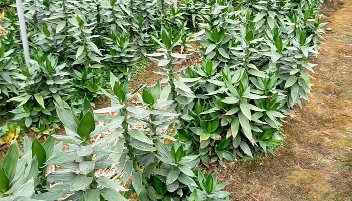 Hình ảnh hướng dẫn trồng cây phát tài búp sen trong đất