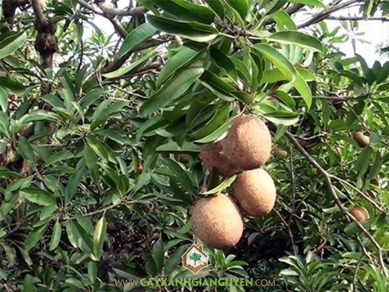Cây giống Sapoche được chăm sóc trong bầu đất, đảm bảo bộ rễ khỏe mạnh trước khi trồng