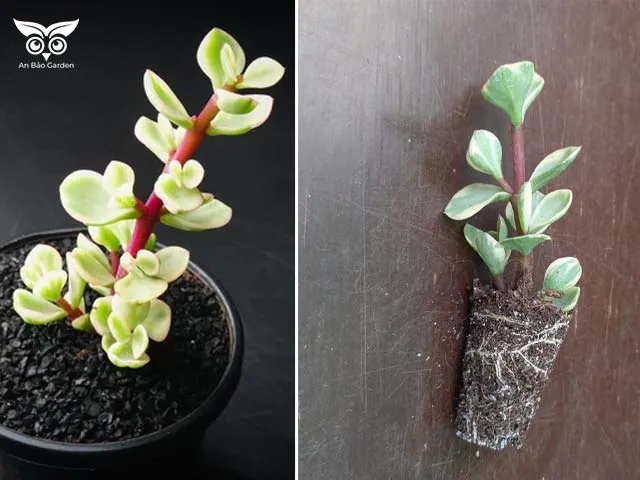 Quy trình xử lý rễ và chuẩn bị cây trước khi thực hiện cách trồng sen đá đô la trắng