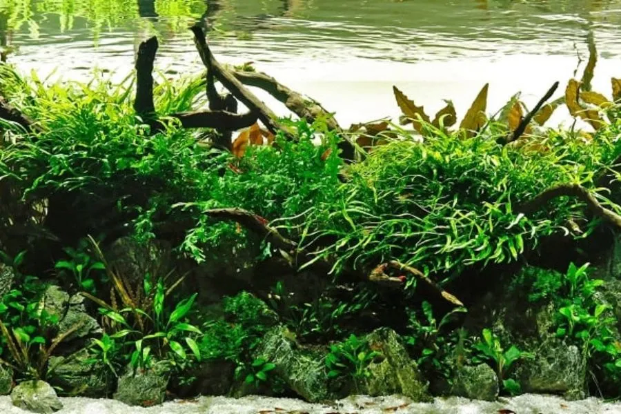 Trồng cây thủy sinh trong bể cá cảnh cần cắm rễ vào nền hoặc buộc vào lũa, đá để cố định.