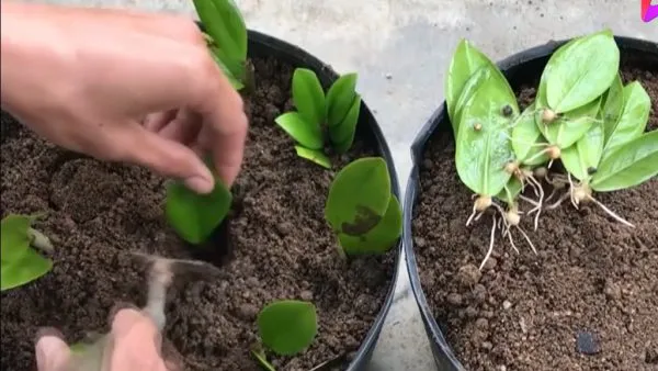 Kỹ thuật nhân giống cây Kim Tiền bằng lá