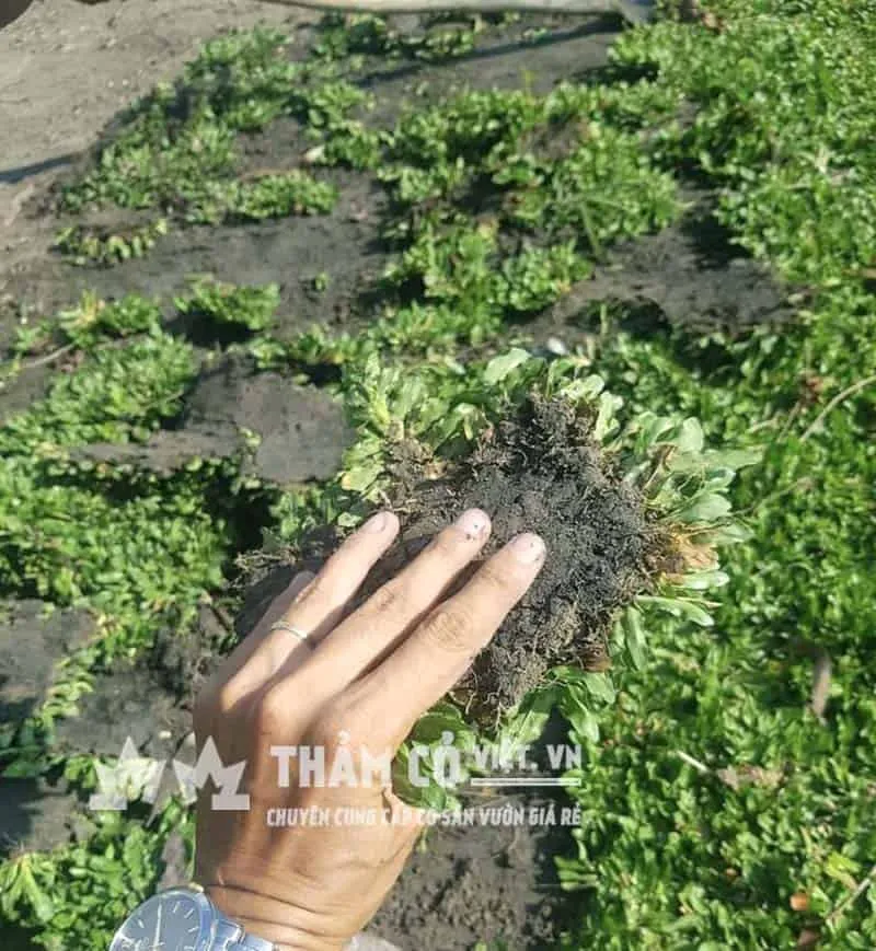 Chất lượng cỏ giống và kỹ thuật bứng cỏ cũng cực kỳ quan trọng để đảm bảo cỏ luôn khỏe mạnh