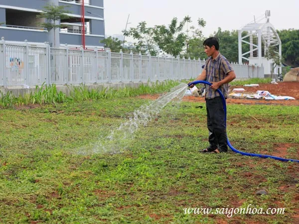 Trồng cỏ đậu cho sân vườn