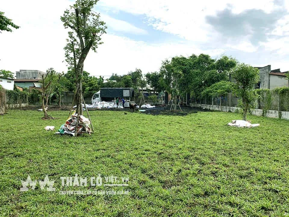 Tất nhiên trồng bằng phương pháp này sẽ tốn nhiều cỏ giống hơn và lượng nước tưới sau khi trồng sẽ nhiều hơn