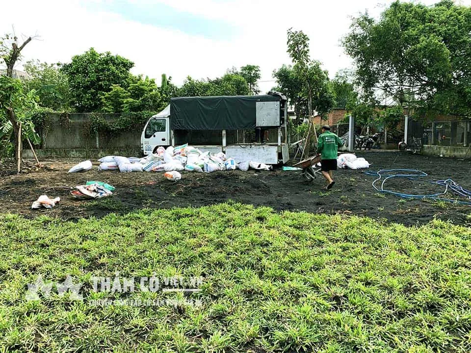 Phương pháp trồng cỏ lá gừng dạng thảm, cũng giống như cỏ nhung nhật phương pháp này sẽ nhanh tạo thành thảm cỏ dày và đẹp hơn