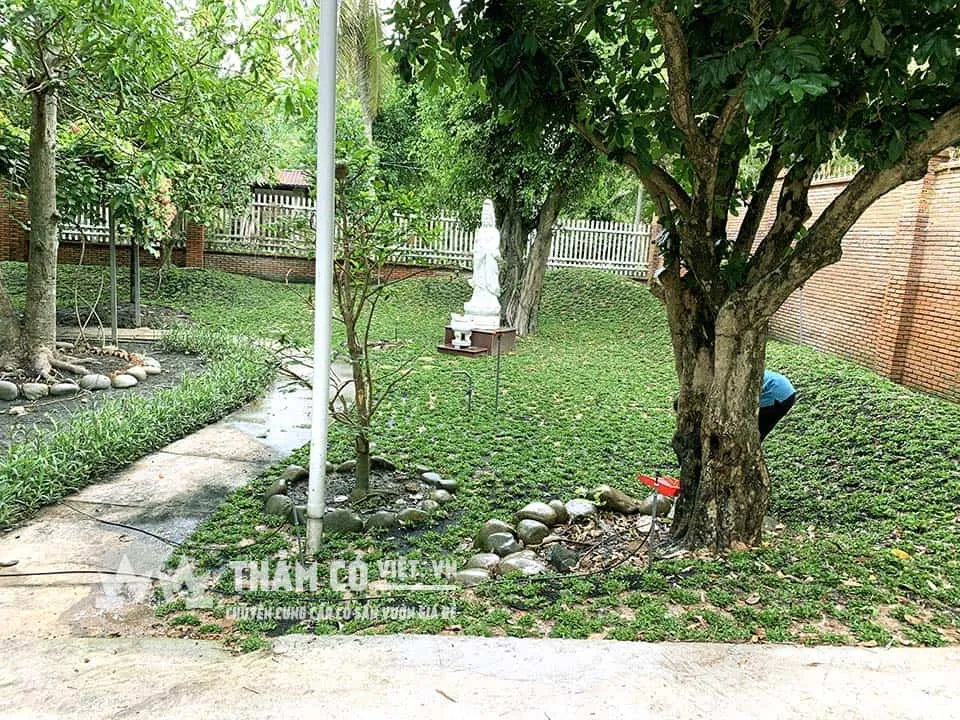 Hình ảnh thảm cỏ lá gừng thái sau bảo hành một tuần do THẢM CỎ VIỆT thực hiện cho khách hàng ở Củ Chi