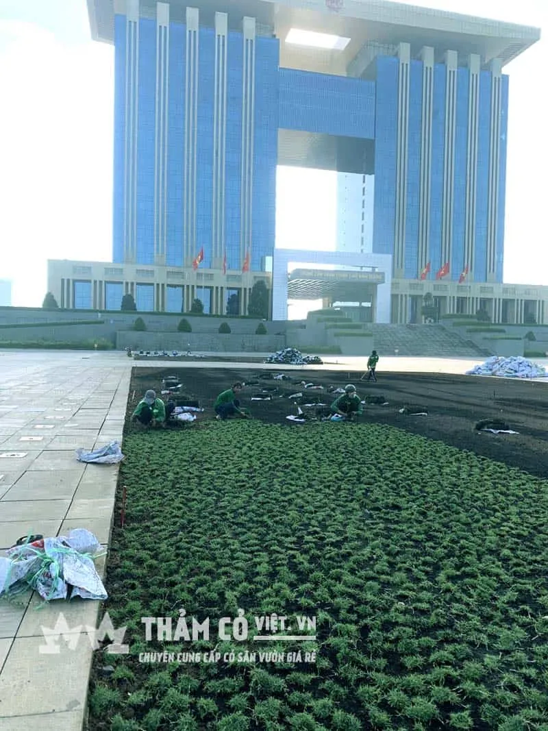 Cỏ nhung nhật trồng dạng cấy (xé) sẽ mất khoảng 2 tháng để thảm cỏ có thể bò lan kín mặt đất tạo thành một thảm cỏ đồng đều. tất nhiên còn phụ thuộc vào cách chăm sóc của bạn