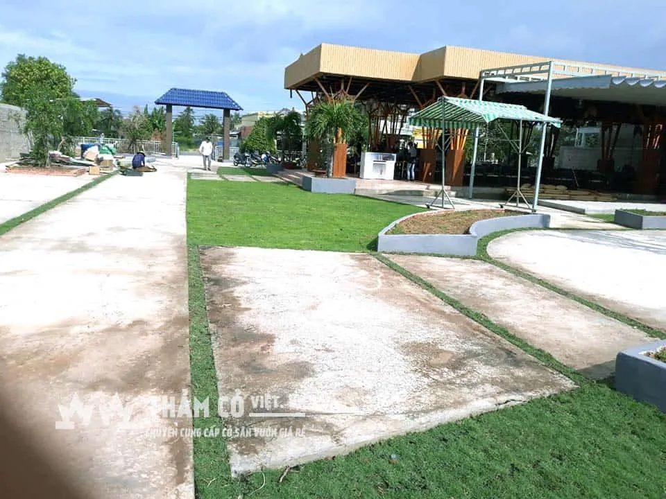 Hình ảnh cỏ nhung nhật khi mới trồng xong theo cách trồng dạng thảm do THẢM CỎ VIỆT thực hiện