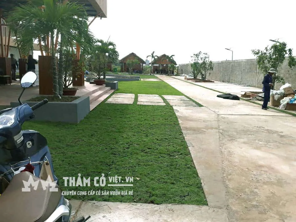 Đây là cách nhanh nhất tạo nên thảm cỏ sân vườn xanh và đẹp tự nhiên gần như tức thì