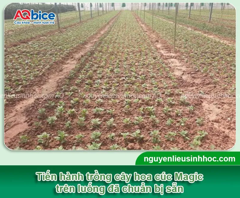 Quy trình trồng cúc Magic trên luống quy mô lớn
