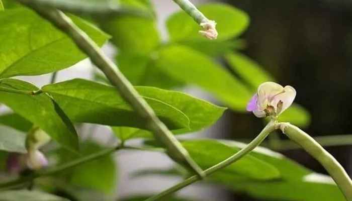 Thực hiện trồng dặm để đảm bảo mật độ cây đậu đen xanh lòng đồng đều trên luống