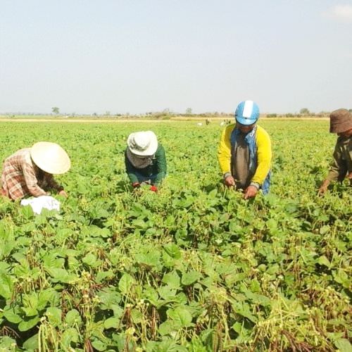 Kỹ Thuật Chi Tiết Trồng Đậu Đen Đạt Năng Suất Cao