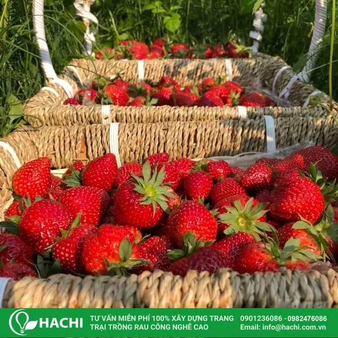 Thu hoạch dâu tây căng mọng từ hệ thống thủy canh