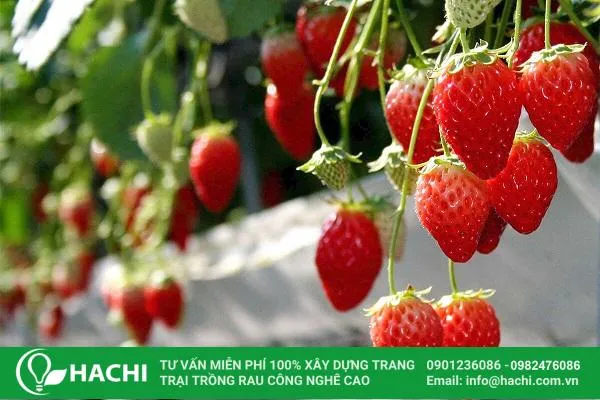 Lựa chọn giống dâu tây chất lượng và phù hợp khí hậu