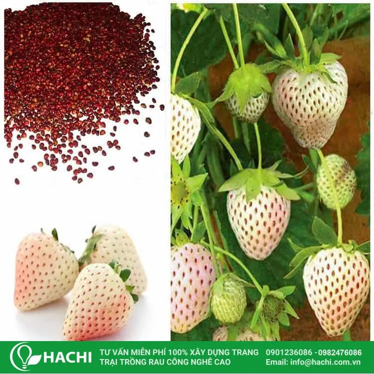 Các vật tư cần chuẩn bị cho việc trồng dâu tây thủy canh tại nhà