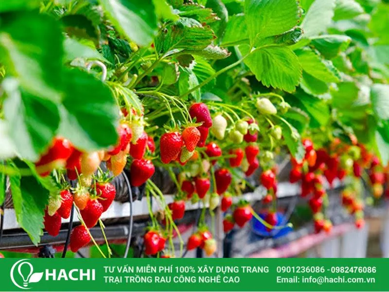 Ưu điểm vượt trội của mô hình trồng dâu tây thủy canh