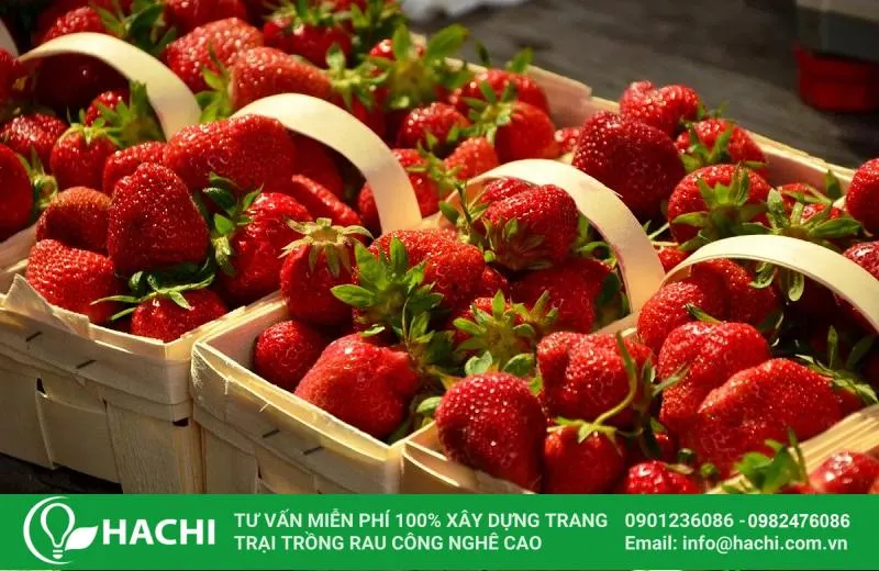 Trồng dâu tây thủy canh dễ dàng hơn so với phương pháp truyền thống