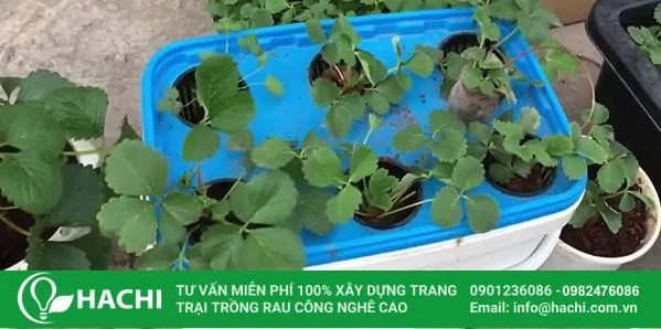 Cây dâu tây con đặt vào rọ trồng thủy canh
