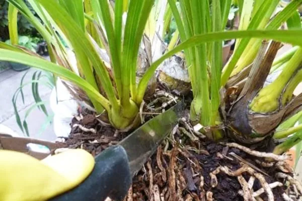 Hướng dẫn tháo móc và cắt tỉa ngồng hoa tàn của địa lan