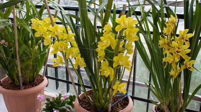 Minh họa một người đang tiến hành cắt tỉa rễ và củ địa lan sau Tết